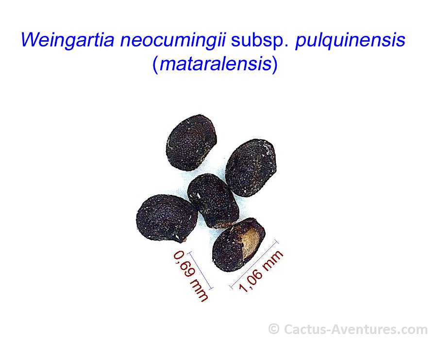 Weingartia neocumingii subsp. pulquinensis (mataralensis)